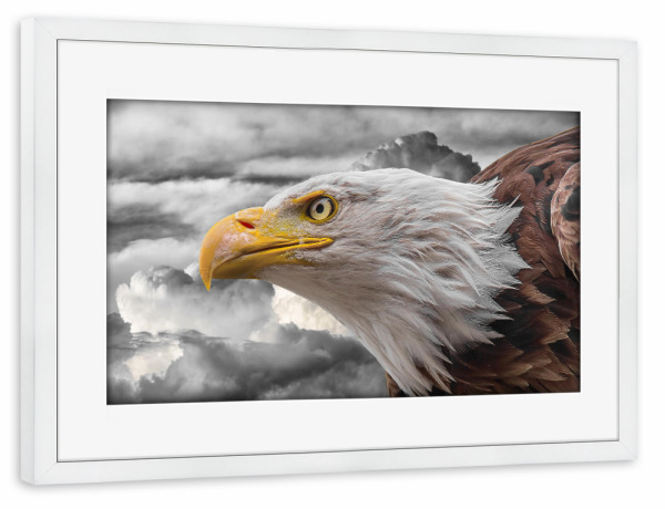 Poster mit Rahmen weiß "Adler in den Wolken ck" artboxONE - Natur,Tiere,Abstrakt