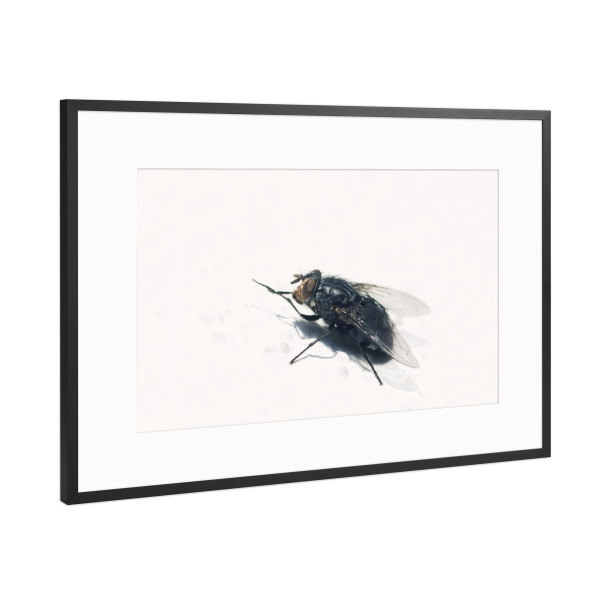 Poster mit Rahmen Schwarz (Metallic) "Mono-Fliege" artboxONE - Tiere,Schwarzweiß