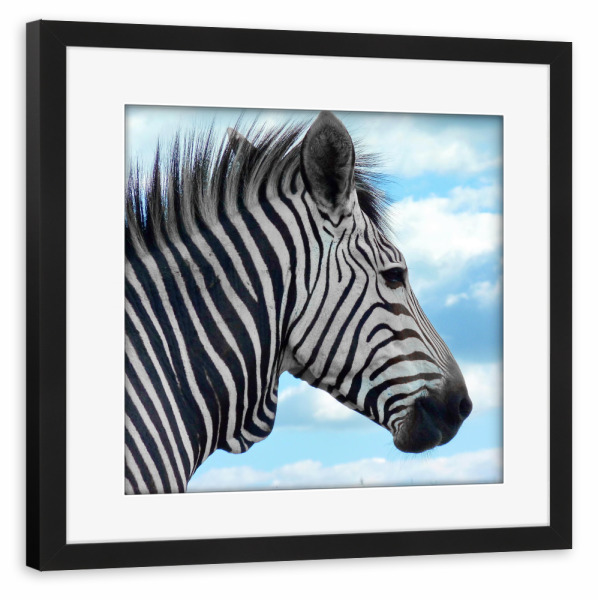 Poster mit Rahmen schwarz "Hartmanns Bergzebra ck" artboxONE - Natur,Tiere,Schwarzweiß,Reise / Afrika