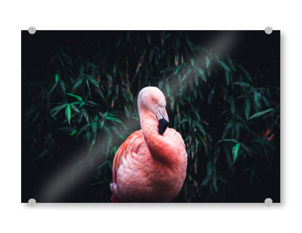 Acrylglasbild "Flamingo in zartem Pink" artboxONE - Natur,Tiere