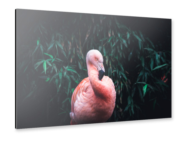 Alu-Dibond "Flamingo in zartem Pink" 30x20 cm artboxONE