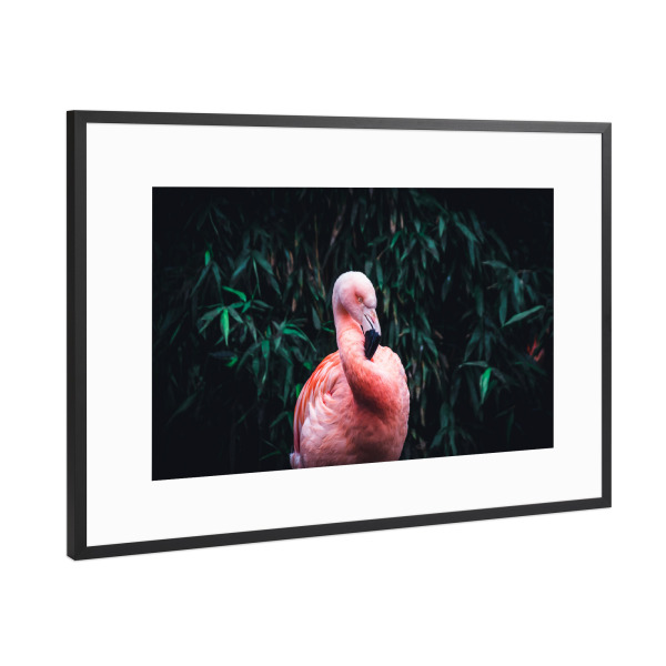 Poster mit Rahmen Schwarz (Metallic) "Flamingo in zartem Pink" artboxONE - Natur,Tiere