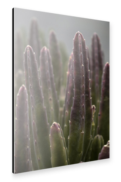 Alu-Dibond "Colourful Cactus" 30x20 cm artboxONE