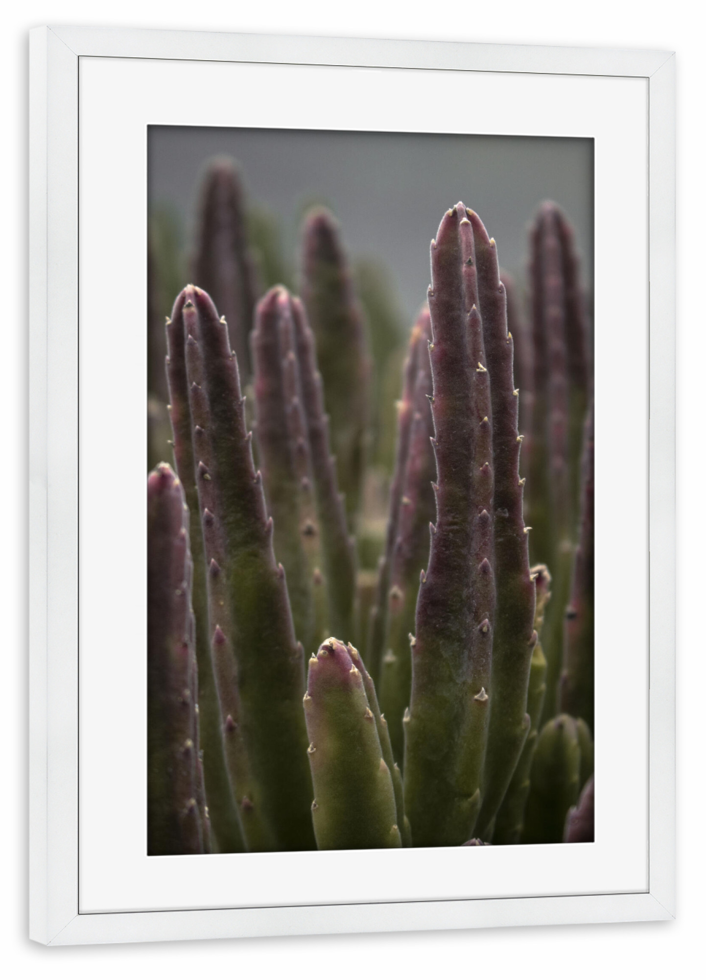 Poster mit Rahmen weiß "Colourful Cactus" artboxONE - Natur,Floral