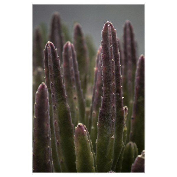 Poster "Colourful Cactus" artboxONE - Natur,Floral
