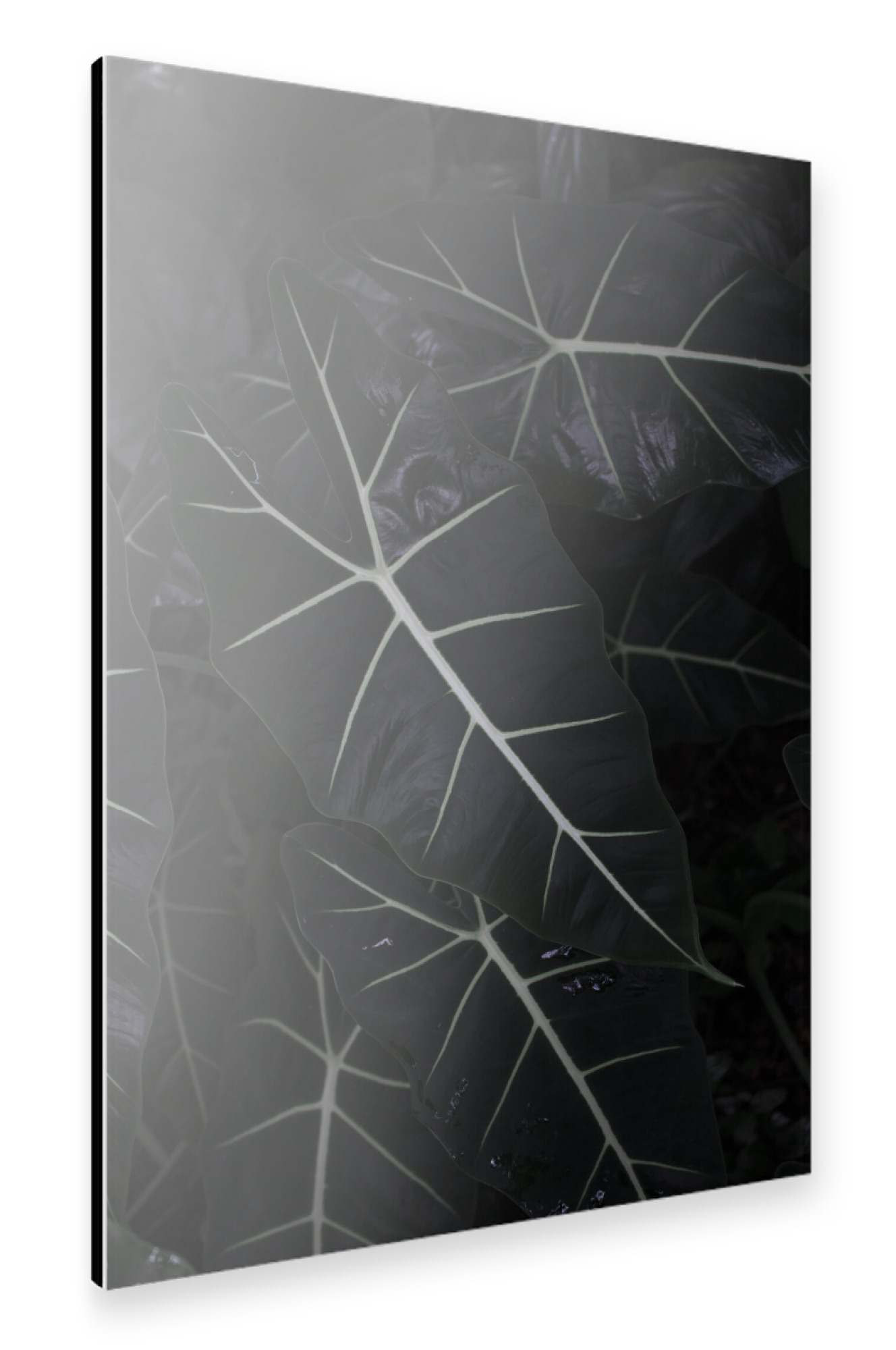Alu-Dibond "Dark Alocasia Frydek" 75x50 cm artboxONE