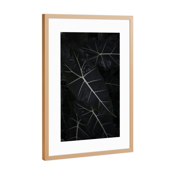 Poster mit Rahmen Kupfer "Dark Alocasia Frydek" artboxONE - Natur,Floral