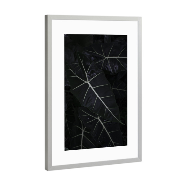 Poster mit Rahmen Silber "Dark Alocasia Frydek" artboxONE - Natur,Floral