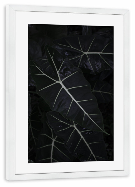 Poster mit Rahmen weiß "Dark Alocasia Frydek" artboxONE - Natur,Floral