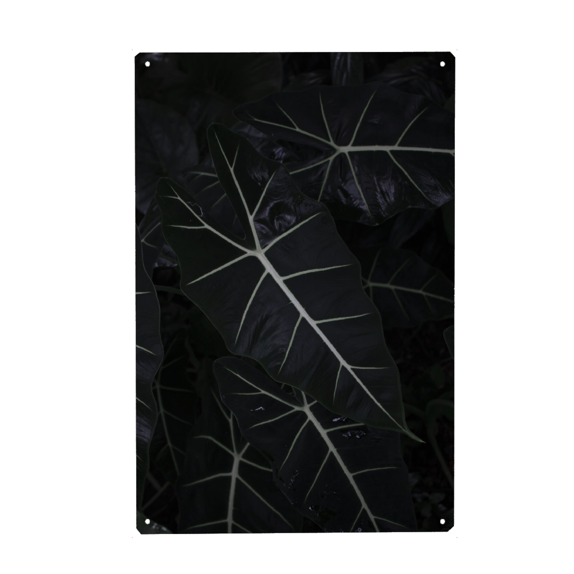Metall Poster "Dark Alocasia Frydek" artboxONE - Natur,Floral
