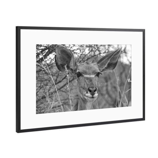 Poster mit Rahmen Schwarz (Metallic) "Nyala Weibchen" artboxONE - Natur,Tiere,Schwarzweiß,Reise / Afrika