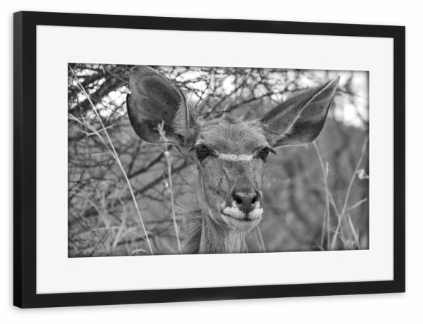 Poster mit Rahmen schwarz "Nyala Weibchen" artboxONE - Natur,Tiere,Schwarzweiß,Reise / Afrika