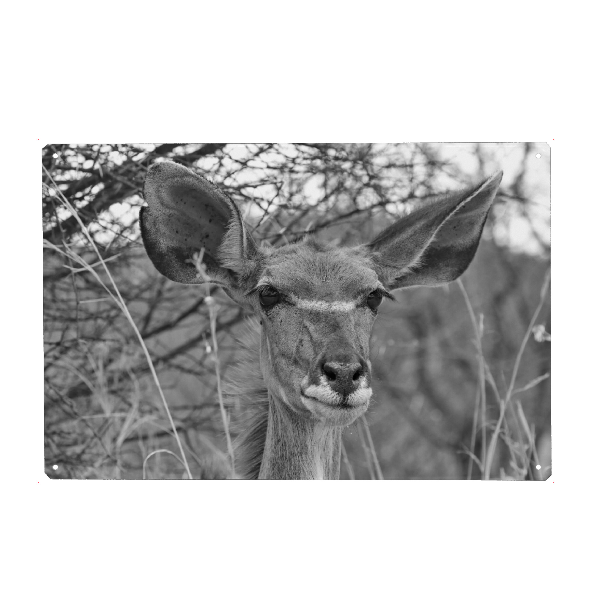 Metall Poster "Nyala Weibchen" artboxONE - Natur,Tiere,Schwarzweiß,Reise / Afrika