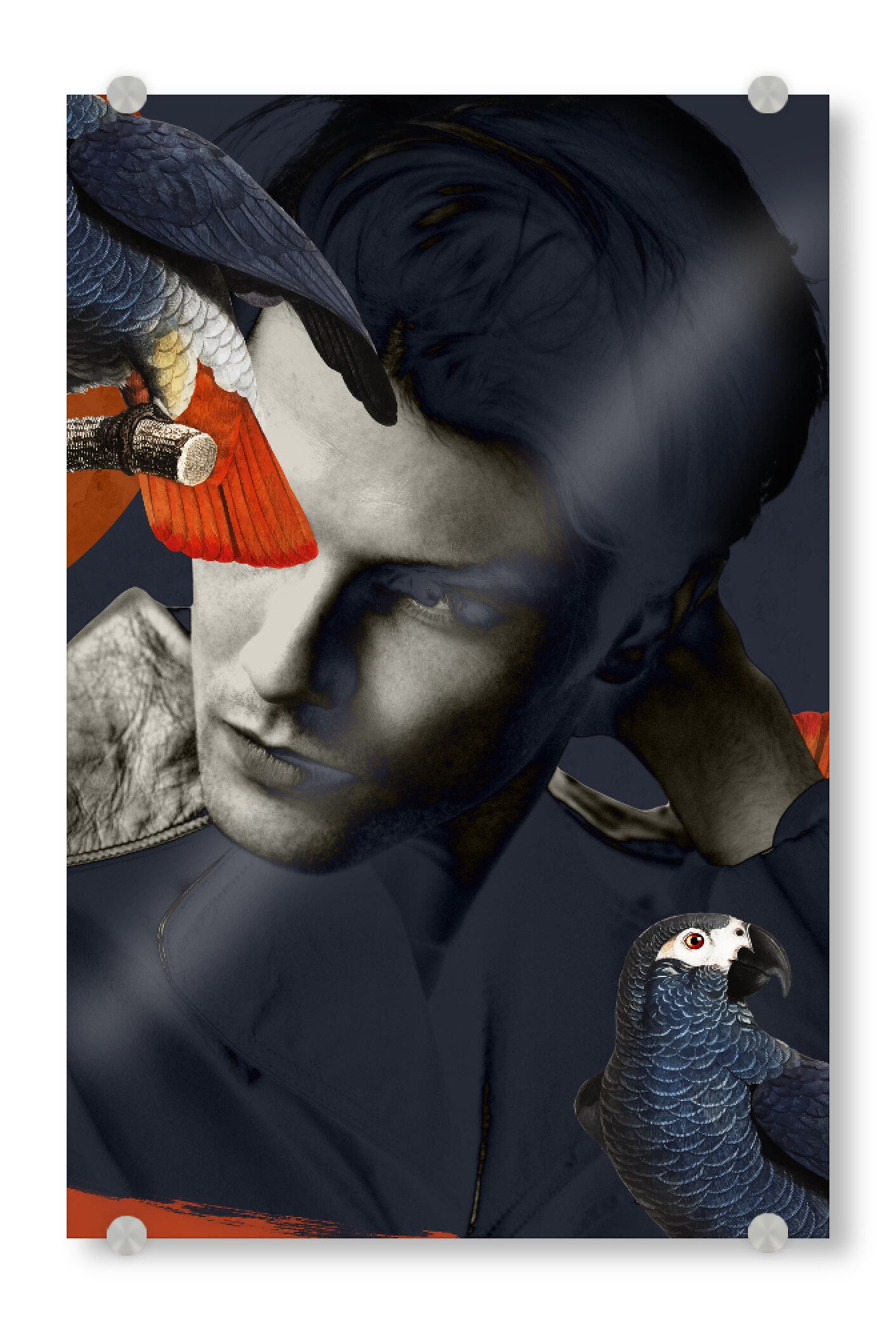 Acrylglasbild "Man with birds" artboxONE - Natur,Tiere,Menschen,Männer