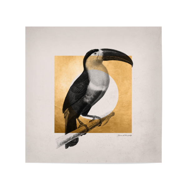 Poster 20x20 cm "Golden Toucan" artboxONE - Natur,Tiere