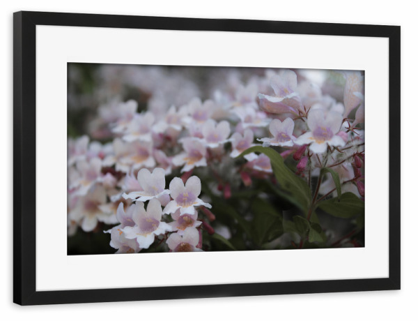 Poster mit Rahmen schwarz "Pretty little flowers" artboxONE - Natur,Floral - Blüten,Nature,Rosa,Pink,Natur,Blumen,Closeup,Floral,Botanical,Flowers