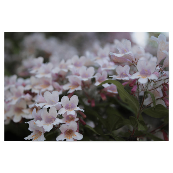 Poster "Pretty little flowers" artboxONE - Natur,Floral - Blüten,Nature,Rosa,Pink,Natur,Blumen,Closeup,Floral,Botanical,Flowers
