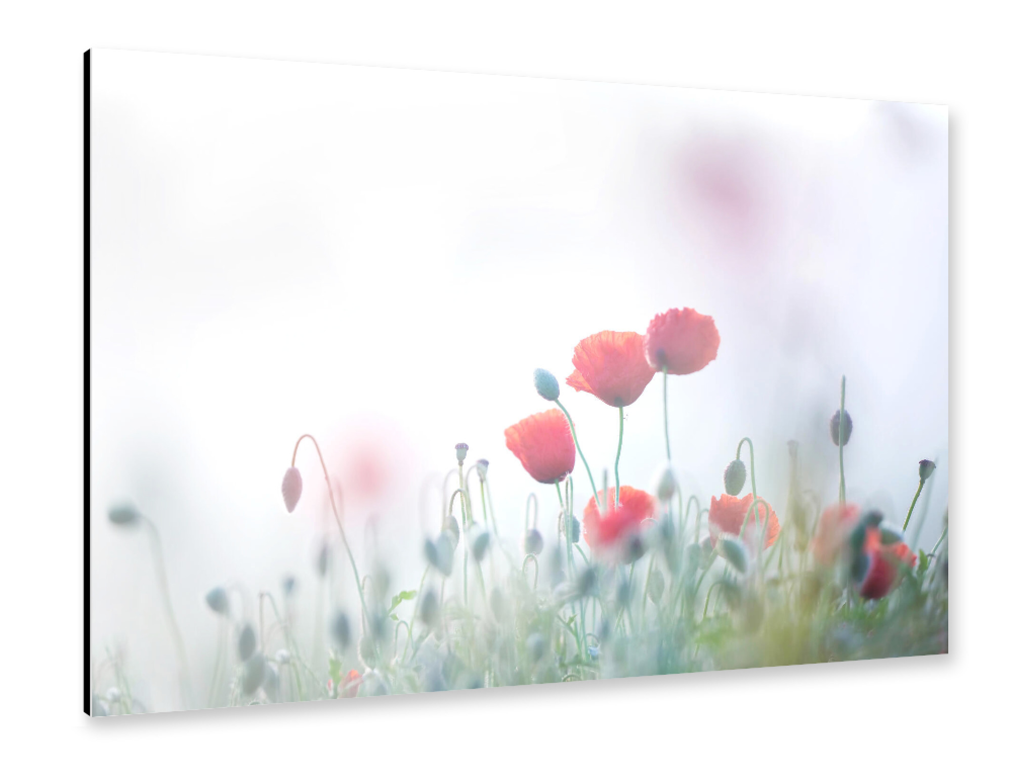 Alu-Dibond "Im Nebel" 75x50 cm artboxONE