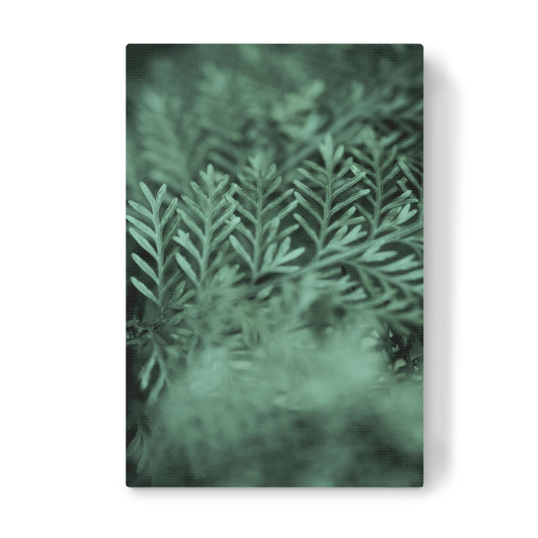 Leinwandbild "Those little green Details" artboxONE - Natur,Floral,Abstrakt