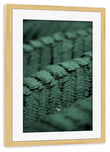 Poster mit Rahmen kiefer "Fern Feather" artboxONE - Natur,Floral,Abstrakt