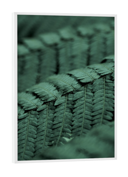Poster mit weißem Rahmen "Fern Feather" artboxONE - Natur,Floral,Abstrakt