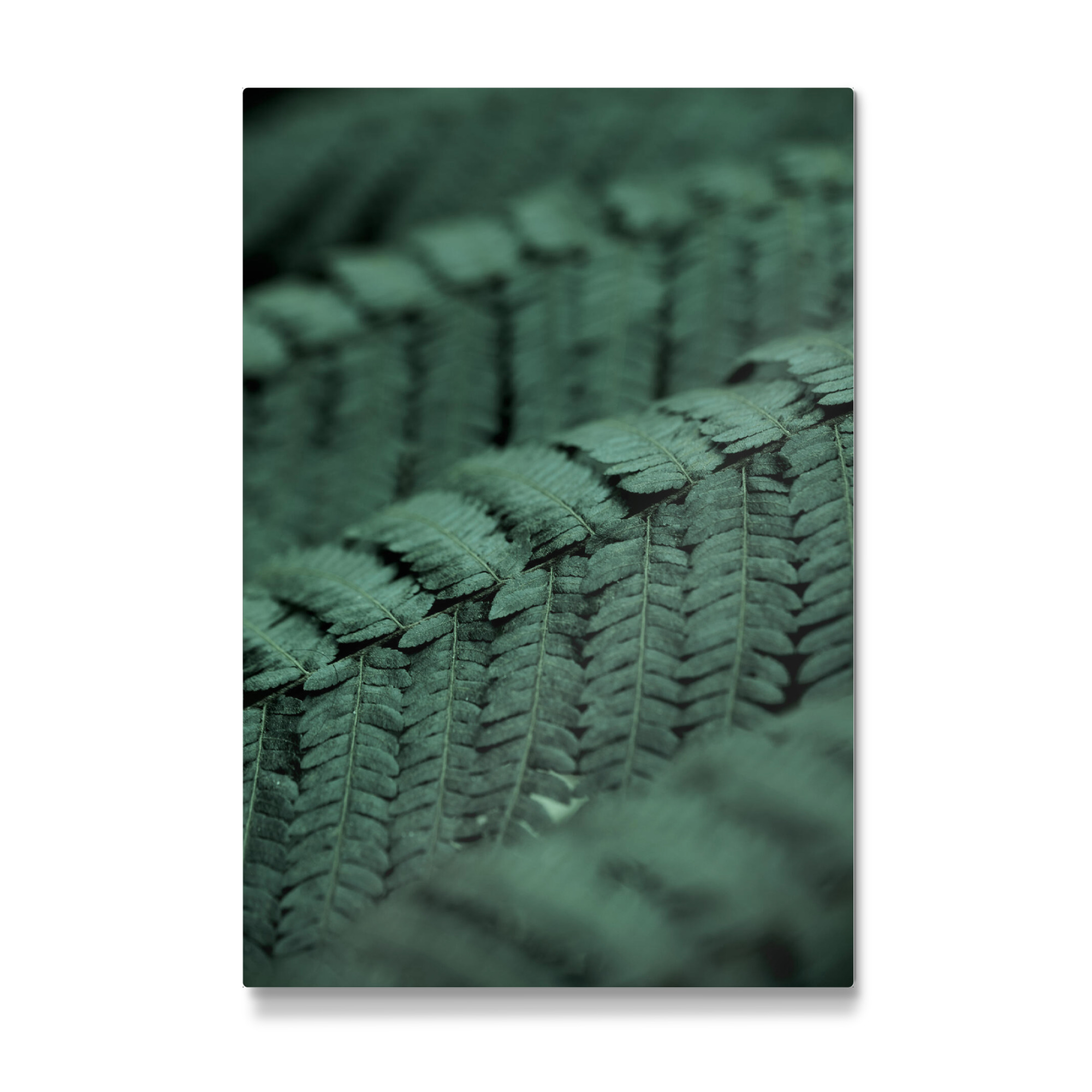 Galerie-Print "Fern Feather" 30x20 cm artboxONE