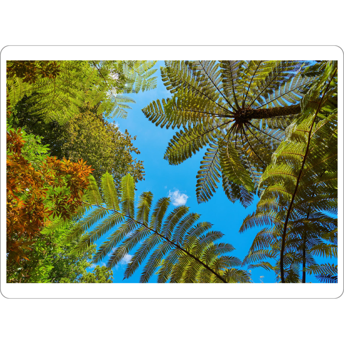 Tischset "Neuseeländische Baumfarne" artboxONE - Natur,Floral,Reise / Länder