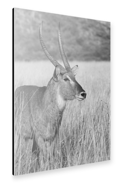 Alu-Dibond "Wasserbock Männchen" 30x20 cm artboxONE