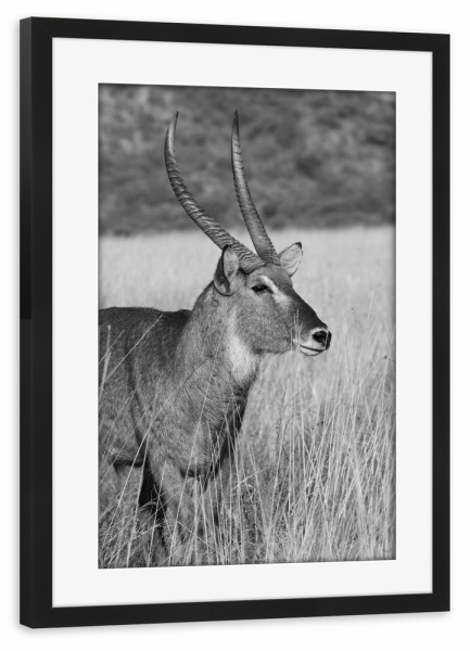Poster mit Rahmen schwarz "Wasserbock Männchen" artboxONE - Natur,Tiere,Schwarzweiß,Reise / Afrika
