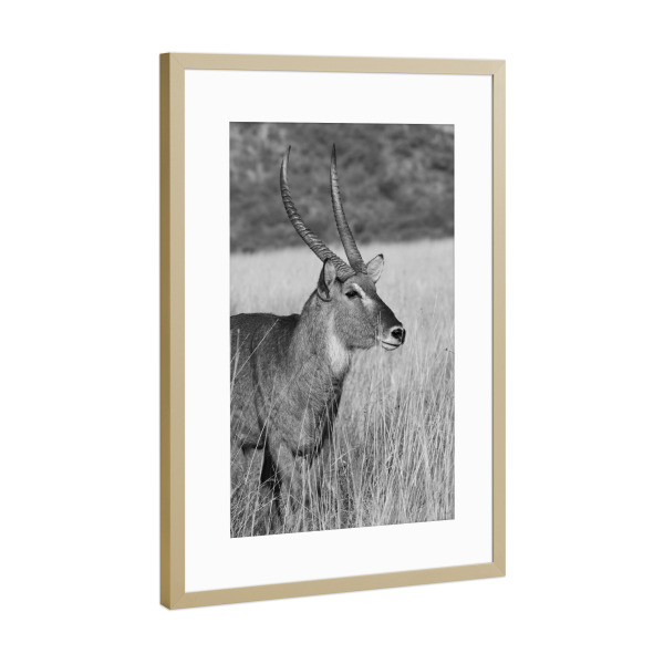 Poster mit Rahmen Gold "Wasserbock Männchen" artboxONE - Natur,Tiere,Schwarzweiß,Reise / Afrika