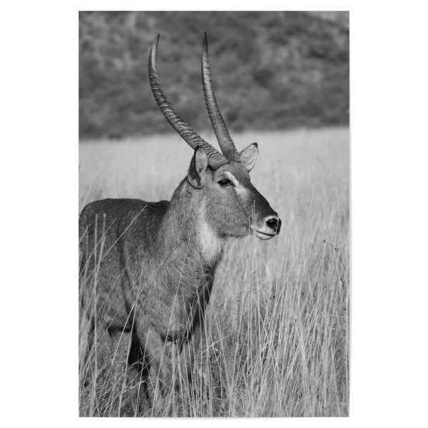 Poster "Wasserbock Männchen" artboxONE - Natur,Tiere,Schwarzweiß,Reise / Afrika