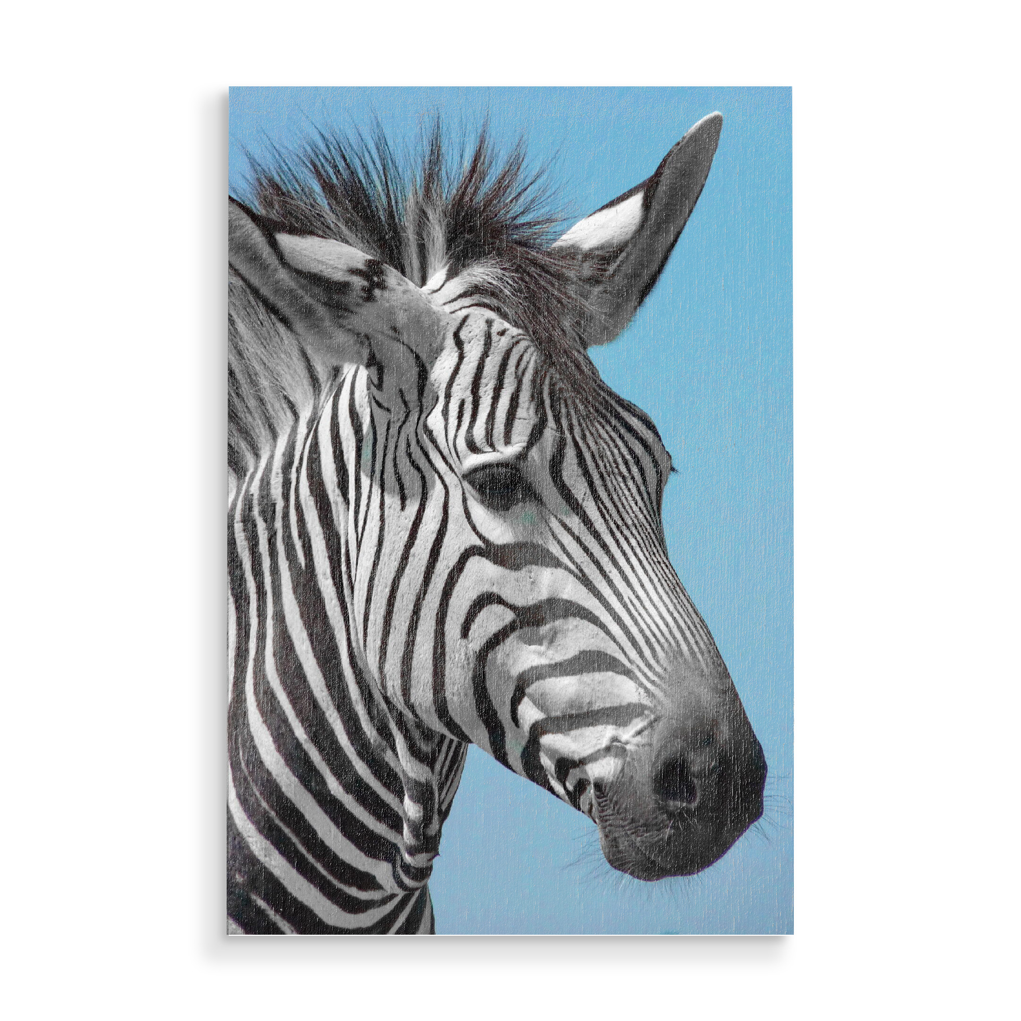 Holzbild "Schönes Bergzebra Portrait ck" artboxONE - Natur,Tiere,Reise / Afrika