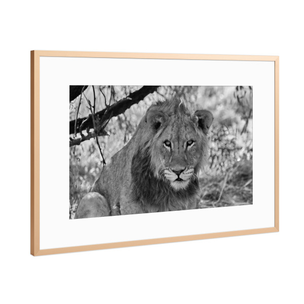 Poster mit Rahmen Kupfer "Löwen Blick" artboxONE - Natur,Tiere,Schwarzweiß,Reise / Afrika