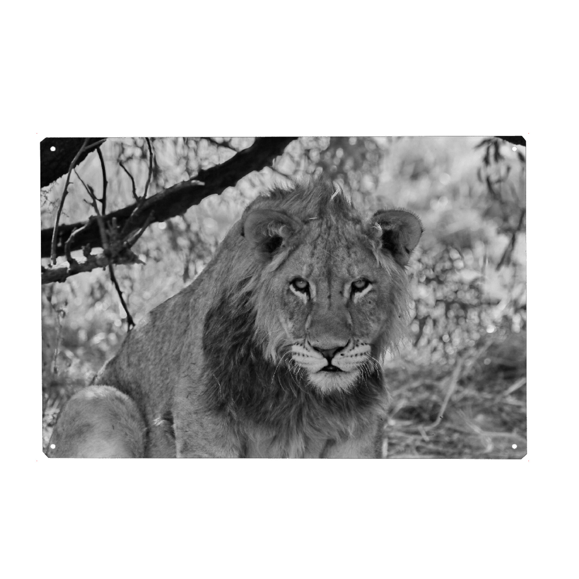 Metall Poster "Löwen Blick" artboxONE - Natur,Tiere,Schwarzweiß,Reise / Afrika