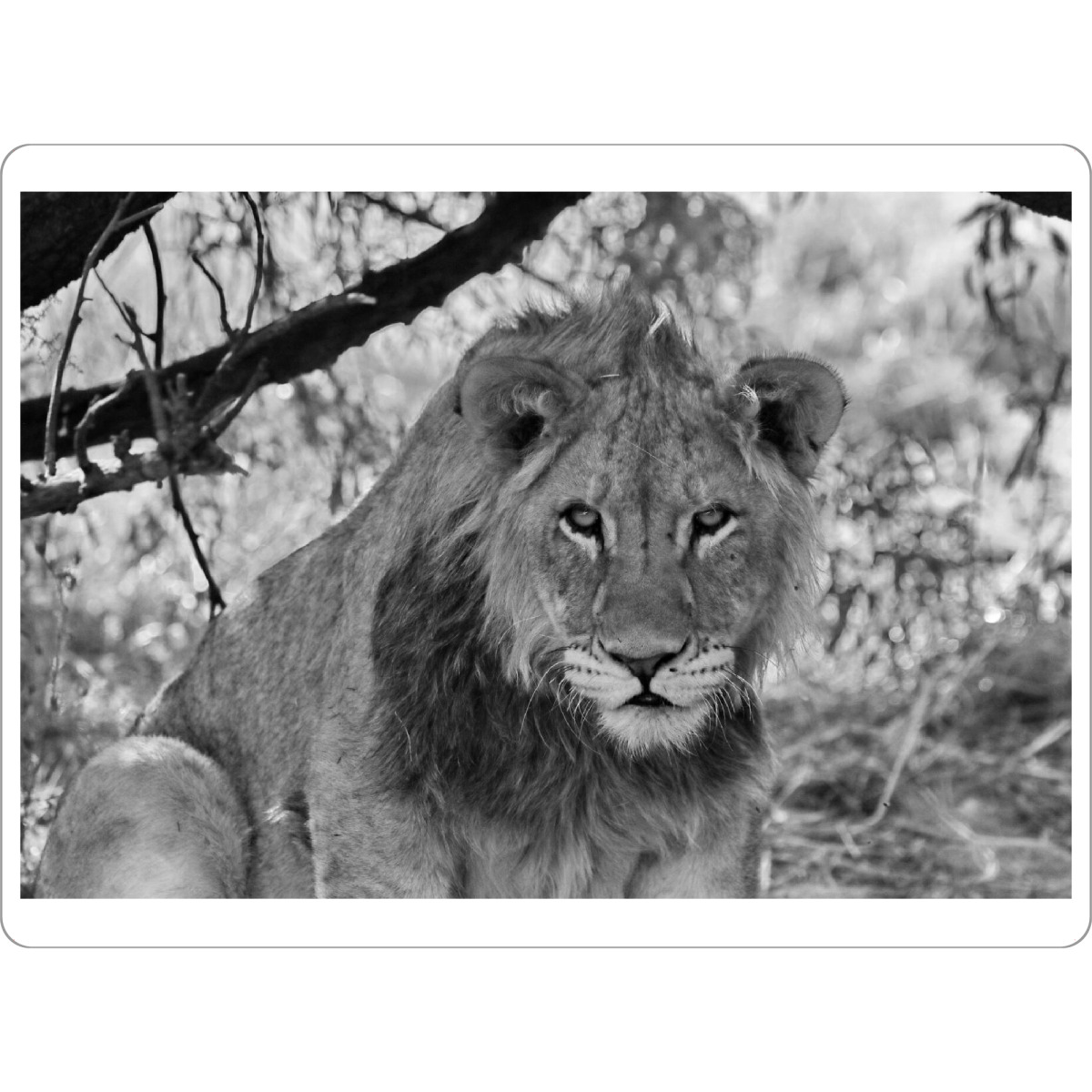 Tischset "Löwen Blick" artboxONE - Natur,Tiere,Schwarzweiß,Reise / Afrika