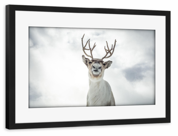 Poster mit Rahmen schwarz "Rentierportrait" artboxONE - Natur,Tiere