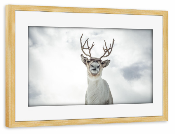 Poster mit Rahmen kiefer "Rentierportrait" artboxONE - Natur,Tiere