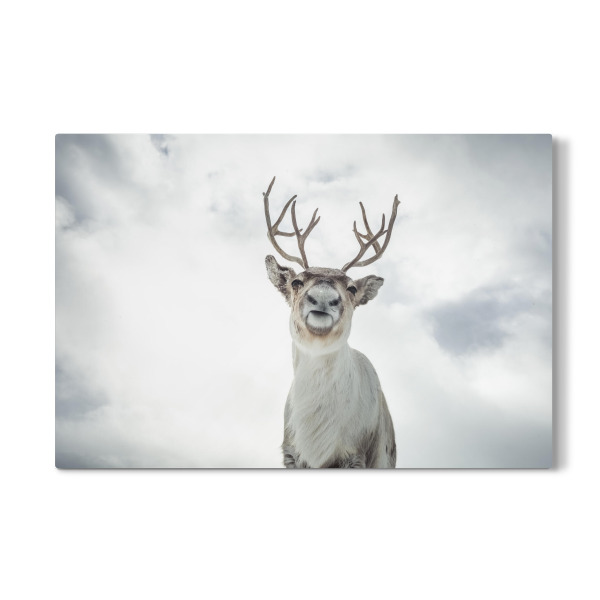 Galerie-Print "Rentierportrait" 30x20 cm artboxONE
