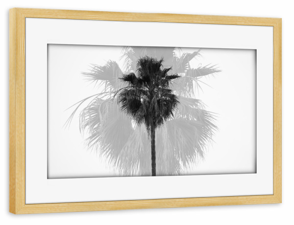 Poster mit Rahmen kiefer "DOUBLE PALM TREE" artboxONE - Natur,Schwarzweiß,Reise / Strand und Meer,Städte / Los Angeles