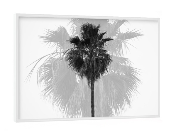 Poster mit weißem Rahmen "DOUBLE PALM TREE" artboxONE - Natur,Schwarzweiß,Reise / Strand und Meer,Städte / Los Angeles