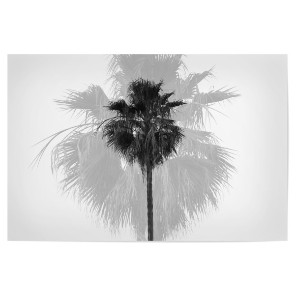 Poster 30x20 cm "DOUBLE PALM TREE" artboxONE - Natur,Schwarzweiß,Reise / Strand und Meer,Städte / Los Angeles