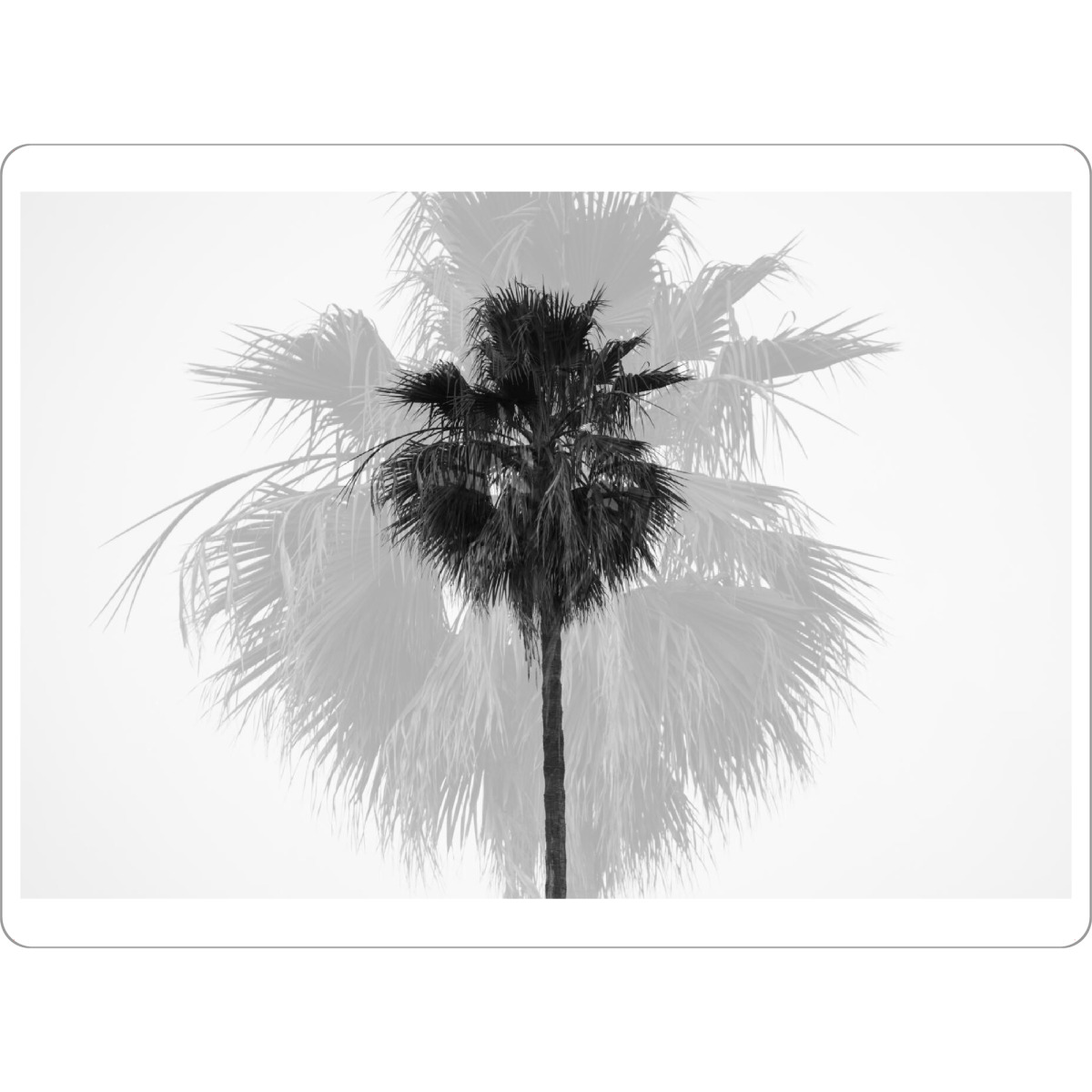Tischset "DOUBLE PALM TREE" artboxONE - Natur,Schwarzweiß,Reise / Strand und Meer,Städte / Los Angeles