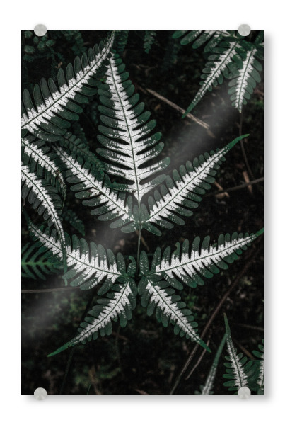 Acrylglasbild "Beautiful fern" artboxONE - Natur,Floral