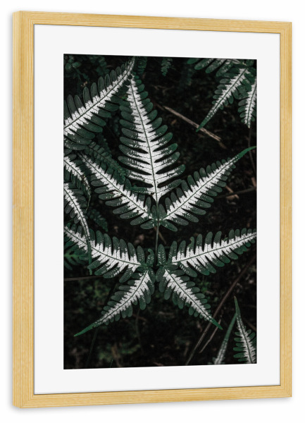 Poster mit Rahmen kiefer "Beautiful fern" artboxONE - Natur,Floral