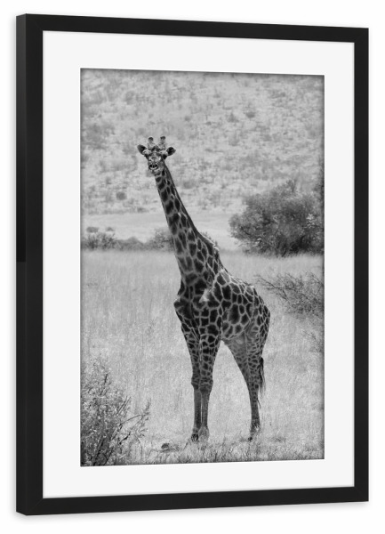 Poster mit Rahmen schwarz "Giraffen Bulle in Afrika" artboxONE - Natur,Tiere,Schwarzweiß,Reise / Afrika