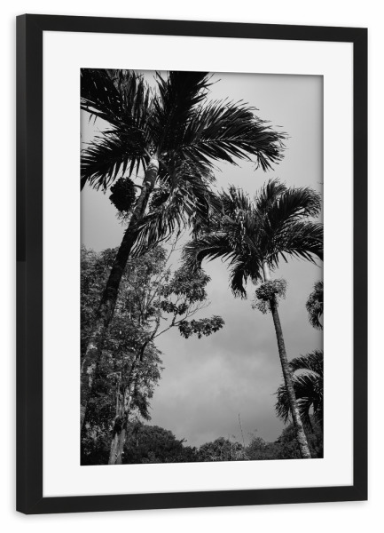 Poster mit Rahmen schwarz "Palms black&white" artboxONE - Natur,Reise,Floral,Schwarzweiß,Reise / Länder