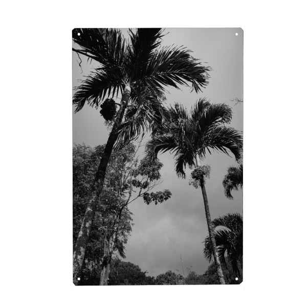 Holzbild "Palms black&white" artboxONE - Natur,Reise,Floral,Schwarzweiß,Reise / Länder
