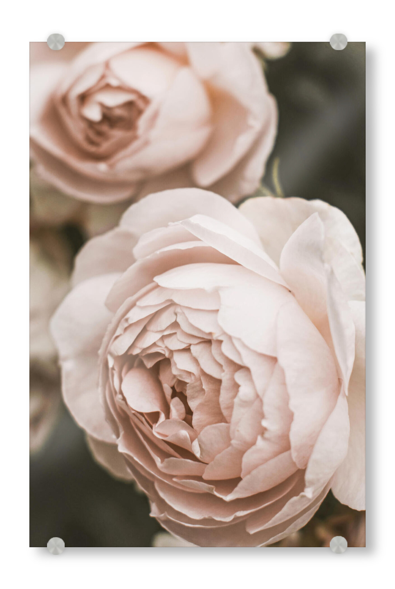 Acrylglasbild "Pale Pink Garden Rose" artboxONE - Natur,Floral
