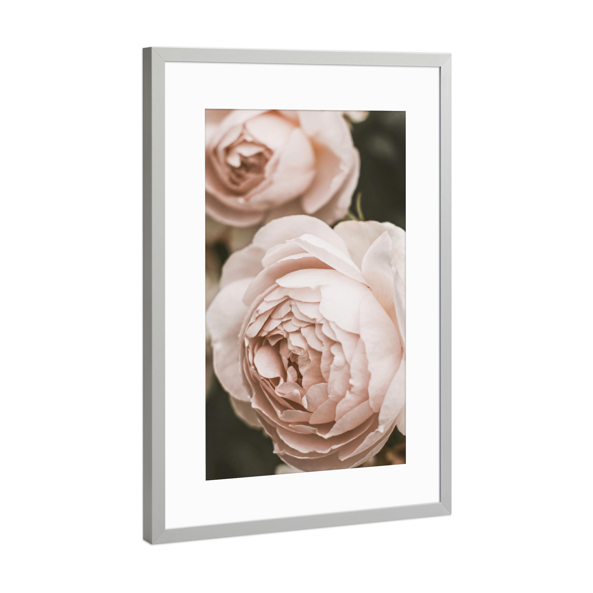 Poster mit Rahmen Silber "Pale Pink Garden Rose" artboxONE - Natur,Floral