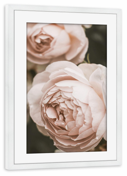Poster mit Rahmen weiß "Pale Pink Garden Rose" artboxONE - Natur,Floral